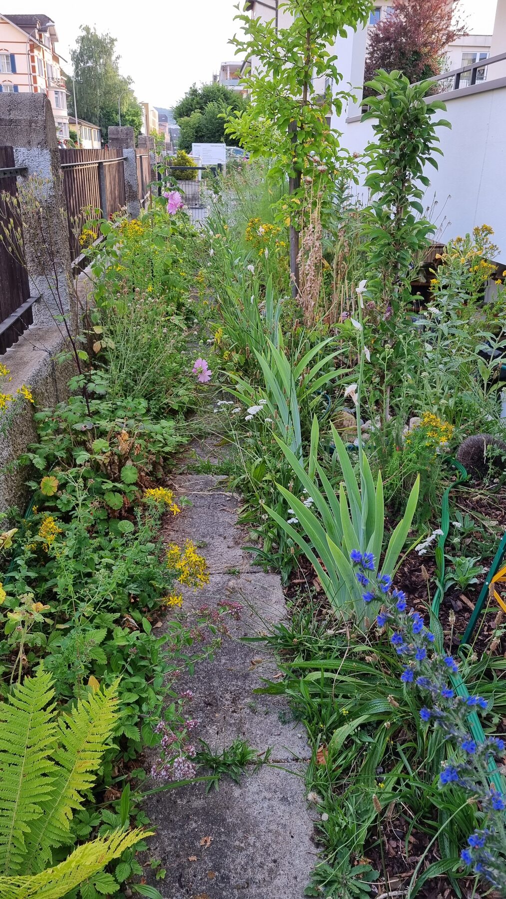 Der naturnahe Vorgarten an der Centralstrasse